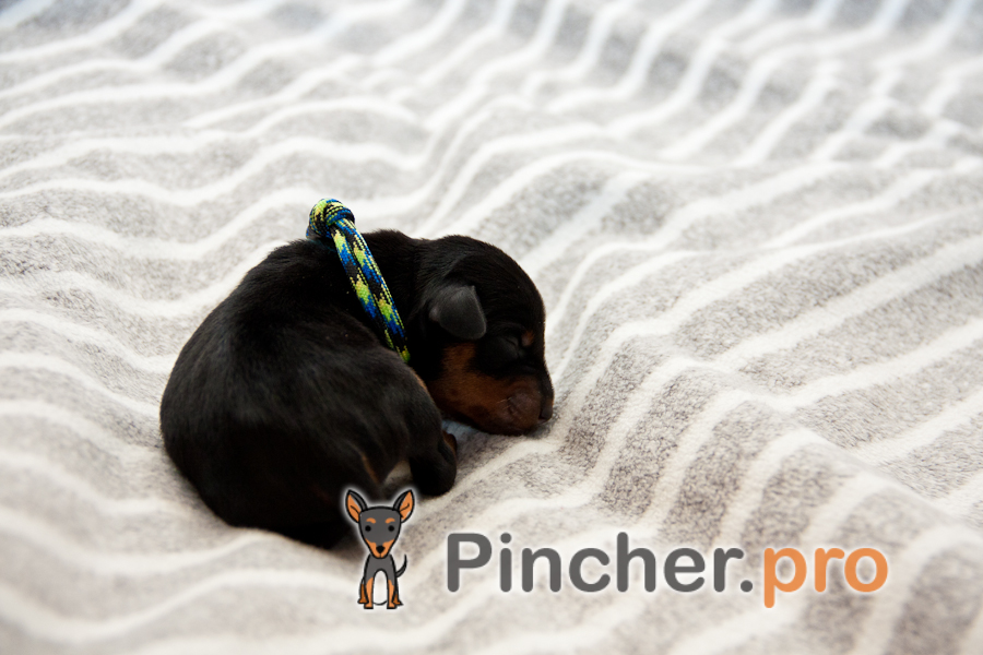 IMG 6435 73