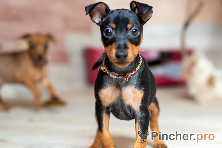 EK059635