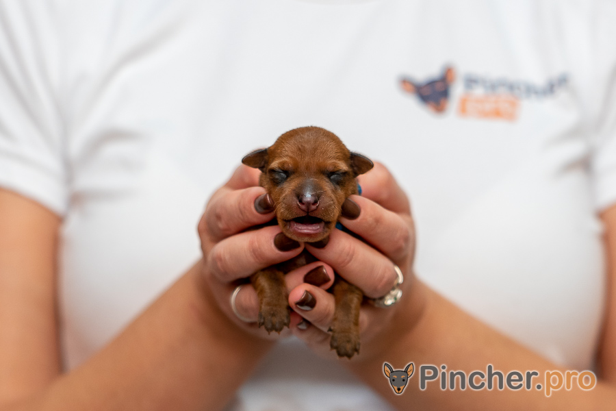 EK064411