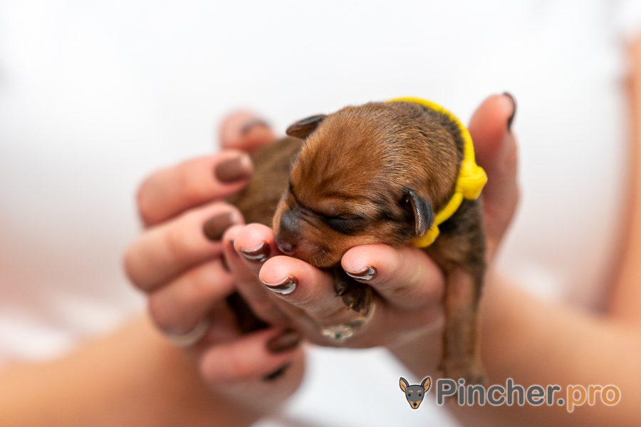 EK064505