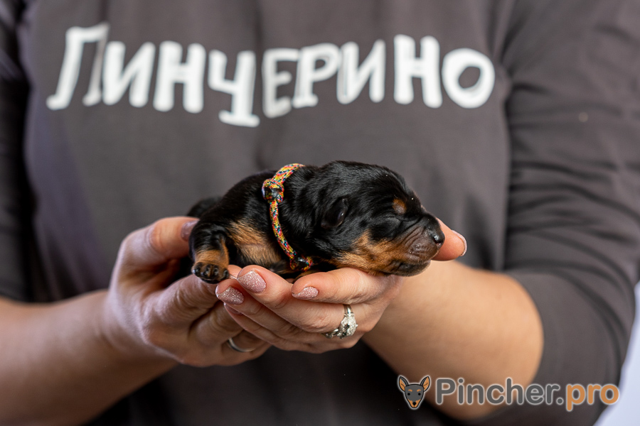 Немецкий пинчер Пинчерино