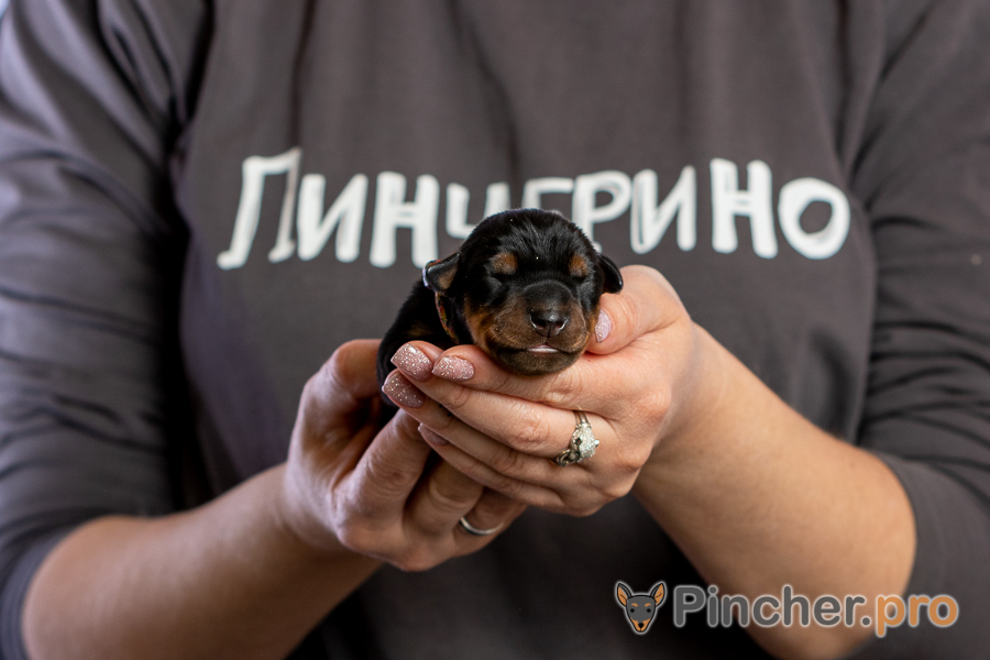Немецкий пинчер Пинчерино