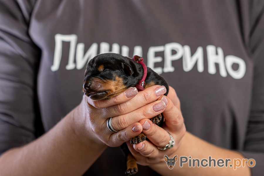 Немецкий пинчер Пинчерино