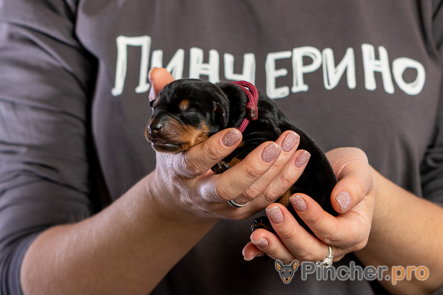 Немецкий пинчер Пинчерино