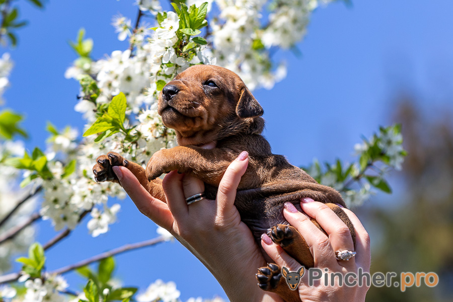 Немецкий пинчер щенок