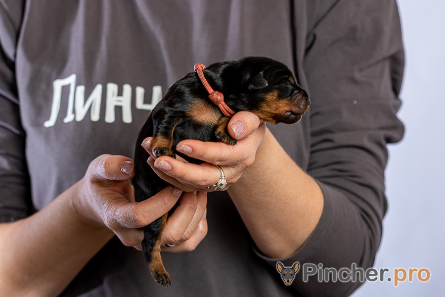 Немецкий пинчер Пинчерино