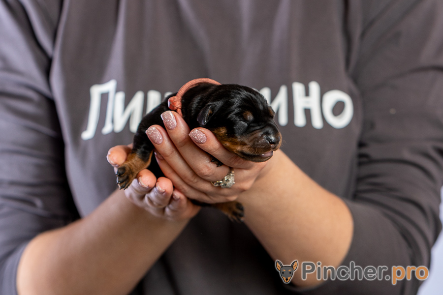 Немецкий пинчер Пинчерино
