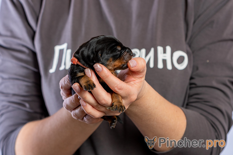Немецкий пинчер Пинчерино