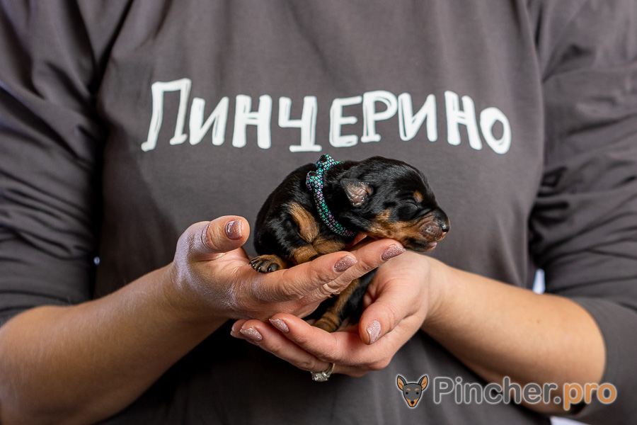 Немецкий пинчер Пинчерино
