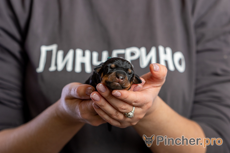 Немецкий пинчер Пинчерино