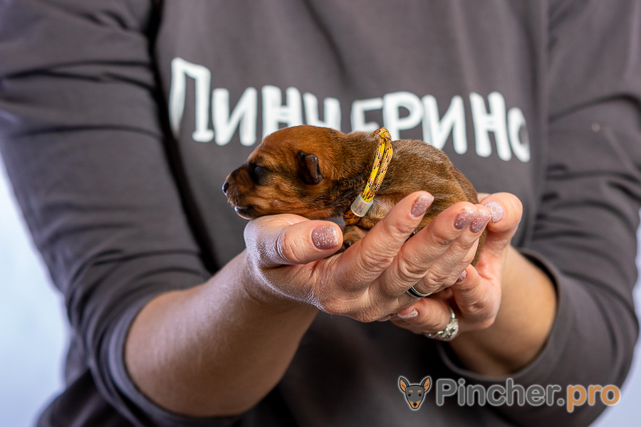 Немецкий пинчер Пинчерино