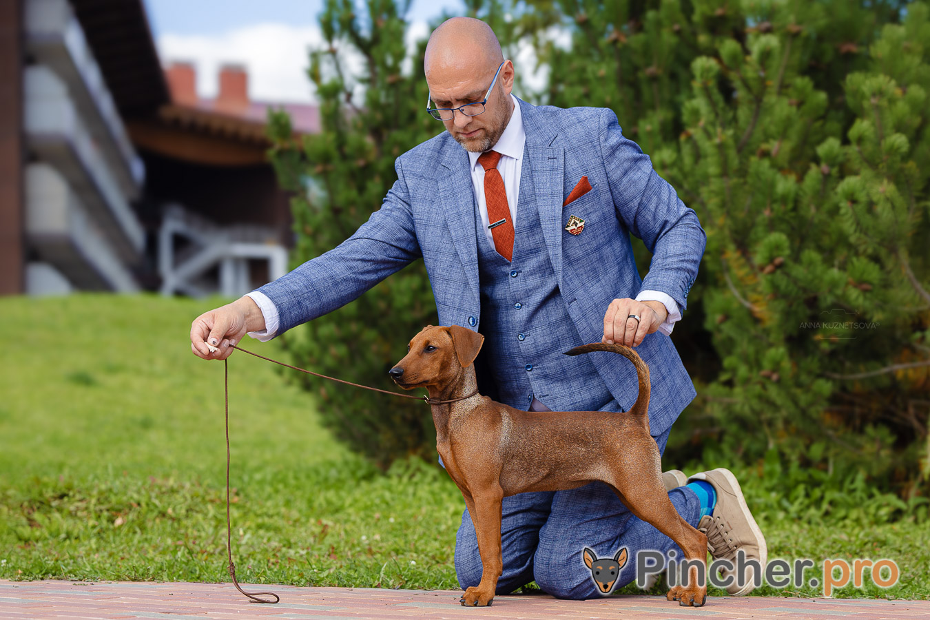 Щенок Немецкий пинчер