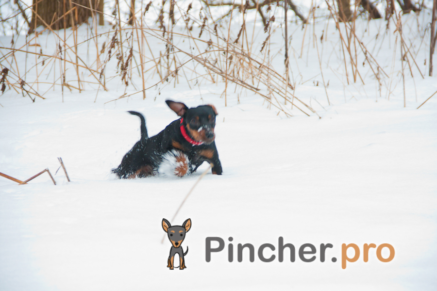 IMG 8942 130