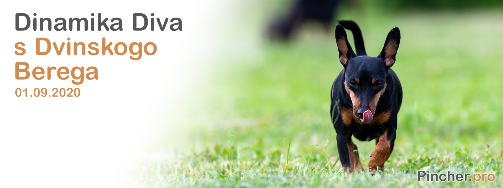 Dinamika Diva s Dvinskogo Berega