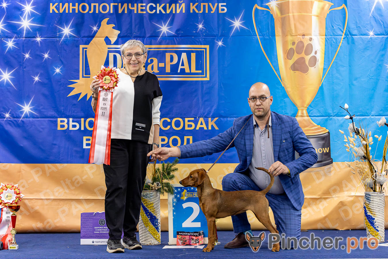 Щенок Немецкий пинчер
