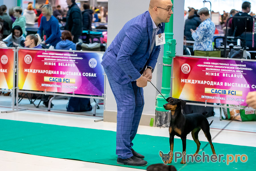 Немецкий пинчер Naleks Treasure Tseren