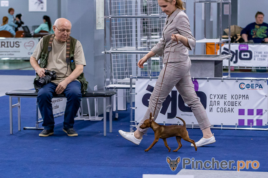 Цвергпинчер Pincherino Iskra Goldfish