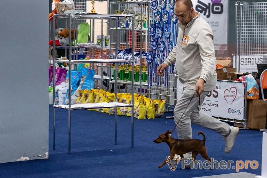 Цвергпинчер Pincherino Iskra Goldfish