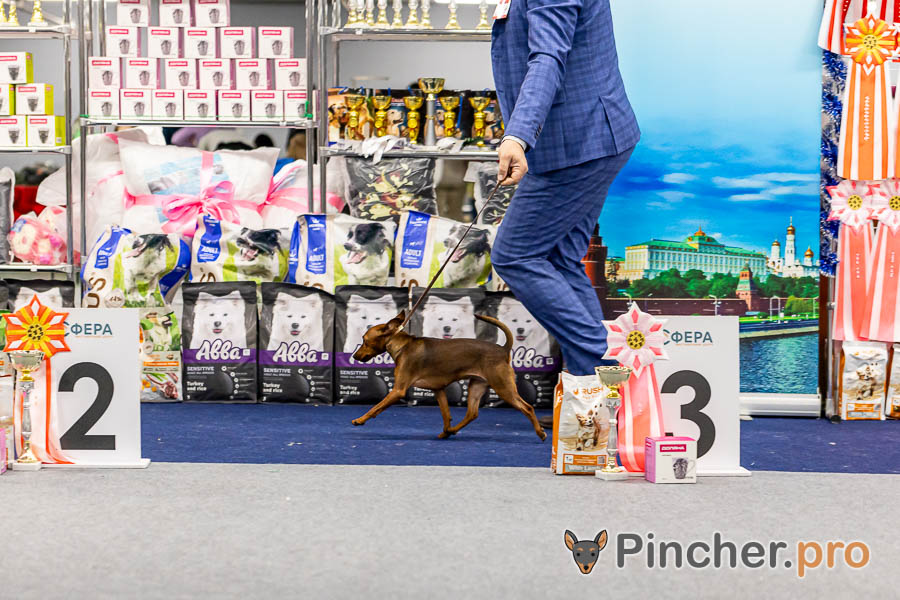 Цвергпинчер Pincherino Iskra Goldfish