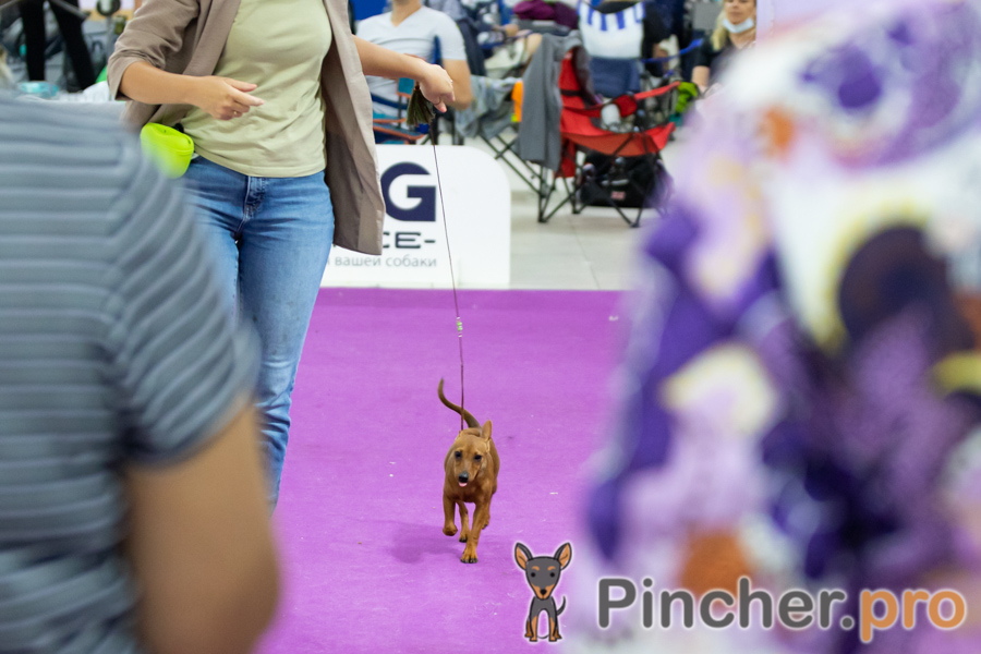 KERM2651